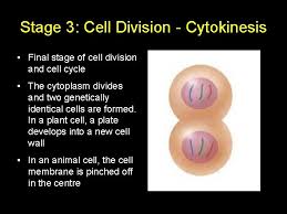 Cytokinesis leads to a separation of the cytoplasmic components into two daughter cells animal cells lack cell walls. Snc 2 Biology Review What Is An Organism
