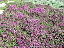 Select the best ground covers for blocking out weeds and reducing the need for wood mulch. Red Creeping Thyme
