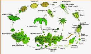 Metagenesis (pergiliran keturunan) pada tumbuhan paku merupakan bagian dari mekanisme reproduksi tumbuhan ini. Metagenesis Lumut Lengkap Beserta Gambar Penjelasan