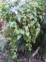 Image result for Mikania sp.