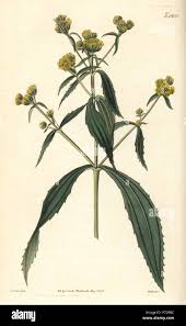 Image result for Flaveria bidentis