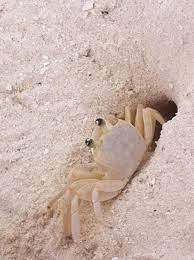 Sand Crab Poses For The Photo But Is Ready To Beat A Hasty Retreat Into Her Home You May Not Be Able To Build On Sand But You Can Bu Ocean