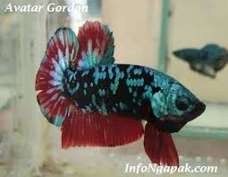 Ikan cupang crown tail atau serit merupakan cupang hias asli silangan dari indonesia. Jenis Ikan Cupang Avatar Menurut Warna Dan Bentuk Ekor Yang Perlu Anda Tahu Infongapak Com