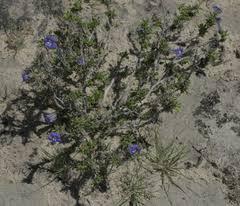Image result for Aptosimum procumbens