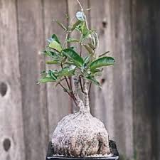 Image result for Ceropegia cimiciodora