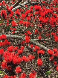 Image result for Silene abyssinica