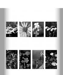 Image result for Hermbstaedtia linearis