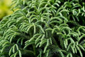 Image result for Cryptomeria