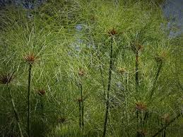 Image result for Cyperus dives