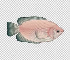 Inilah 21 jenis ikan nila yang dibudidayakan di indonesia, lengkap dengan gambar dan ciri ciri. Darren Criss Glee Blaine Anderson Fighter Youtube Like Us On Facebook Textile Leather Fashion Png Klipartz