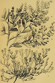 Image result for Helichrysum argyrosphaerum