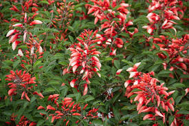 Image result for Erythrina crista-galli