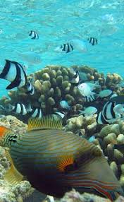 This is the perfect resource for students, teachers or anyone who wants to learn more about a specific animal species. Fun Fish Facts For Kids Interesting Information About Fish