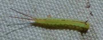 Some stay a caterpillar for thee to four weeks and some hibernate during the winter and stay a caterpillar for a. Split Tail Caterpillar Macrurocampa Marthesia Bugguide Net