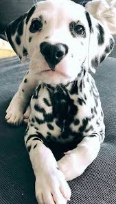 Pin By Lina Tanir On Pinci Cute Animals Cute Dogs Cute Baby Animals