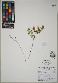Image result for Cheilanthes quadripinnata
