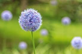 They offer a wide range of color, height and bloom times. Premium Photo Allium Caeruleum