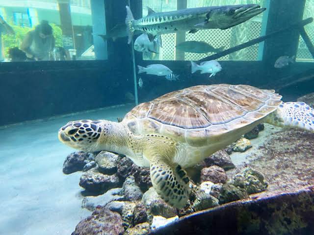 Gumbo Limbo Nature Center