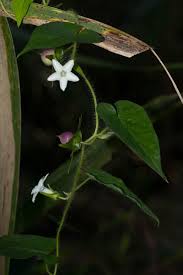 Image result for Ipomoea sinensis