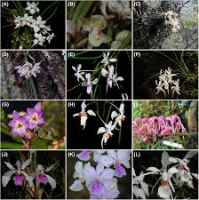 Image result for Diaphananthe odoratissima