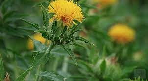 Boosting Your Health With Safflower Buy Bulk Safflower