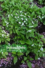 Image result for Omphalodes verna