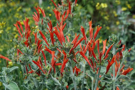 Image result for Dicliptera