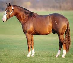What Is The Most Popular Horse Breed For Reining Aqha Champion Reining Stallion Gunnatrashya Horses Quarter Horse Beautiful Horses
