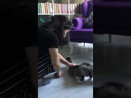 Female In Cats Anger Period Pregnant Cat Resentment Enter The You At Home Cat Care Youtube