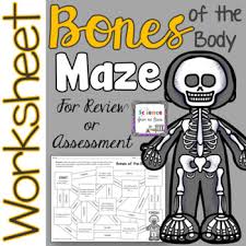 It is the smallest bone in the human body. Bones Of The Human Body Worksheets Teaching Resources Tpt