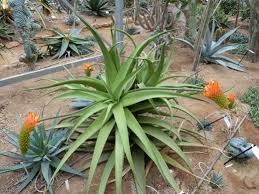 Image result for Aloe mzimbana