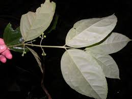 Image result for Monimiaceae