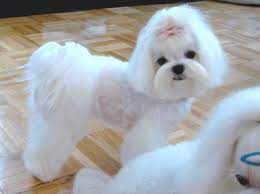 The hair on the pads needs to be kept as short as possible. Maltese Pomeranian Haircuts Novocom Top