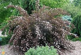 Use it in mass bed plantings to add different textures to your landscape. Physocarpus Opulifolius Seward Summer Wine Summer Wine Ninebark Plants Summer Wines