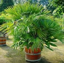 Unzählige blaue blüten für ihren garten! 2 Winterharte Mazari Palmen Schnellwuchsige Exotische Pflanzen Im Fur Den Garten Ebay