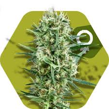 Cookies may be your new favorite strain. Crazy Cookies Cannabis Seeds By Zambeza Seeds
