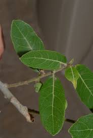 Image result for Ficus capreifolia