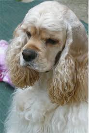 Image result for anglický kokršpaněl