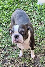 Boston terrier rescue of aiabama is a nonprofit organization dedicated to the weifare of boston terriers. 6 Delightful Doggies To Adopt Now In Orlando