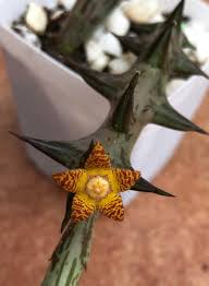 Image result for Orbea schweinfurthii