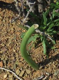 Image result for Drimia calcarata