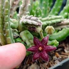 Image result for Piaranthus atrosanguineus