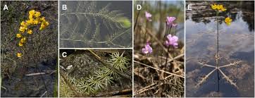 Image result for Utricularia simulans