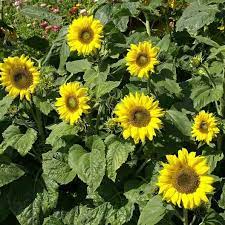 Sunflower Seeds Dwarf Topolino Easy To Grow Flowers Garden Seeds Heirloom Seeds