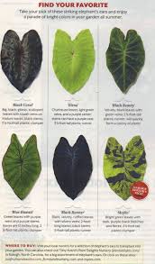 Love Colocasias And Alocasias Plants Elephant Ear Plant House Plants