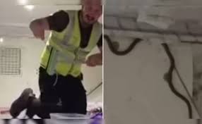 VIDEO: Flight में छिपा बैठा था सांप...जैसे ही पड़ी पैसेंजर्स की नजर, मच गया  हड़कंप | Flight Me Dikha Saanp Video। Snake In Plane In Australia।snake in  flight australia।viral snake video plane। snake in cargo hold flight। snake  found inside plane australia। flight ...