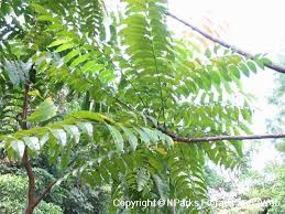 Image result for Azadirachta