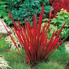 Japanisches Feuerroter Pflanzen Blutgras Garten Akzent Ein Imjapanisches Blutgras Im Garten Pflanzen Ein Feuer Pflanzen Ziergras Garten Bepflanzen