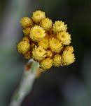 Image result for Helichrysum cephaloideum