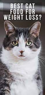 Pin On All About Cats